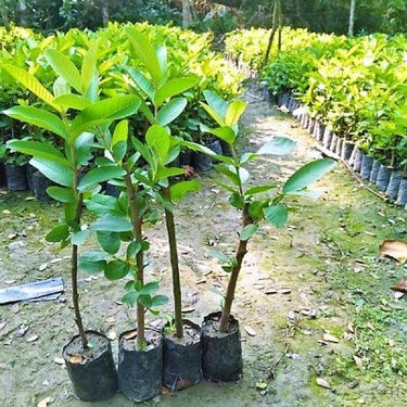 Psidium Guajava - Guava Tree